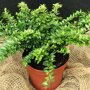 Lonicera nitida 'Maigrün' in pot
